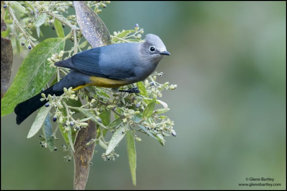 Gray Silky Flycatcher