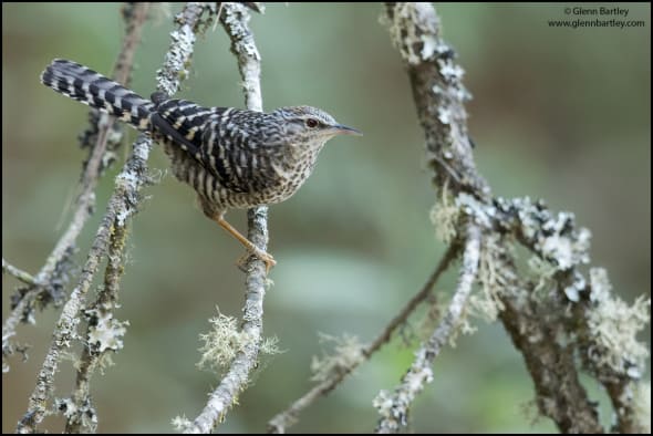 Gray-barred Wren