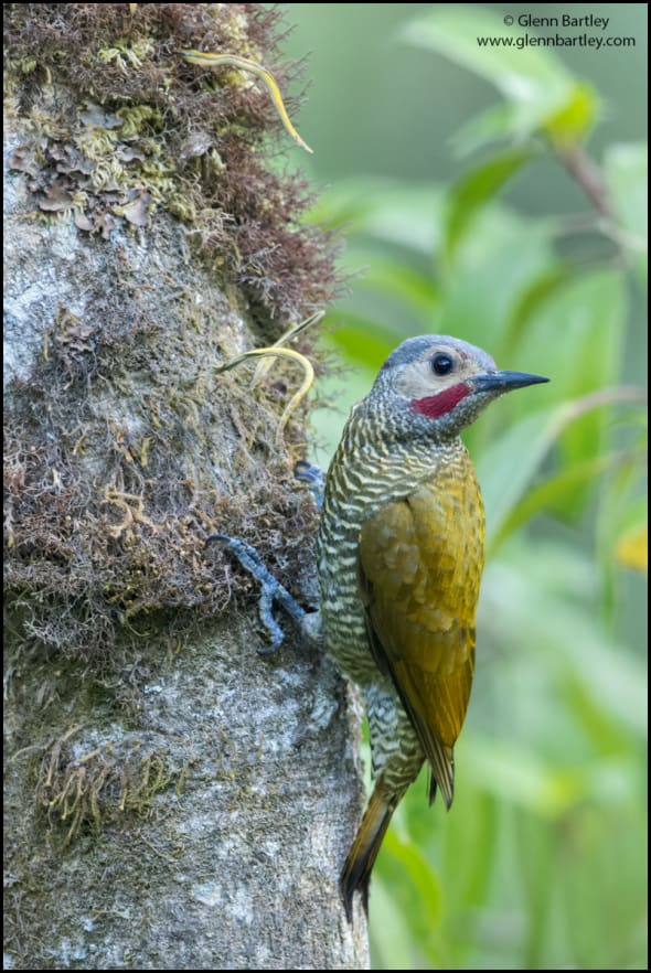 Gray-crowned Woodpecker