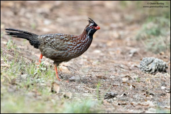 Long-tailed Wood Partridge