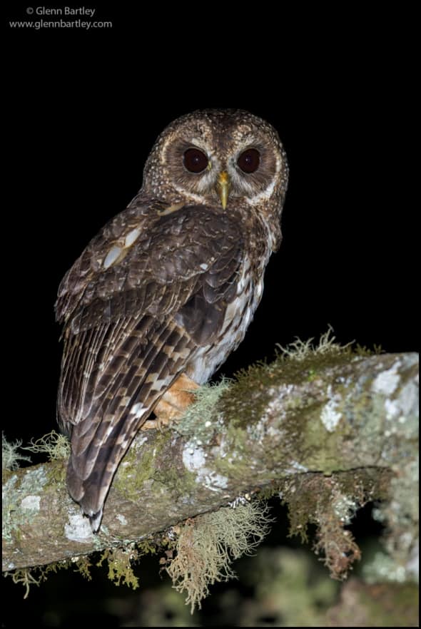 Mottled Owl