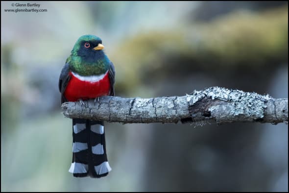 Mountain Trogon