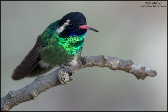 White-eared Hummingbird