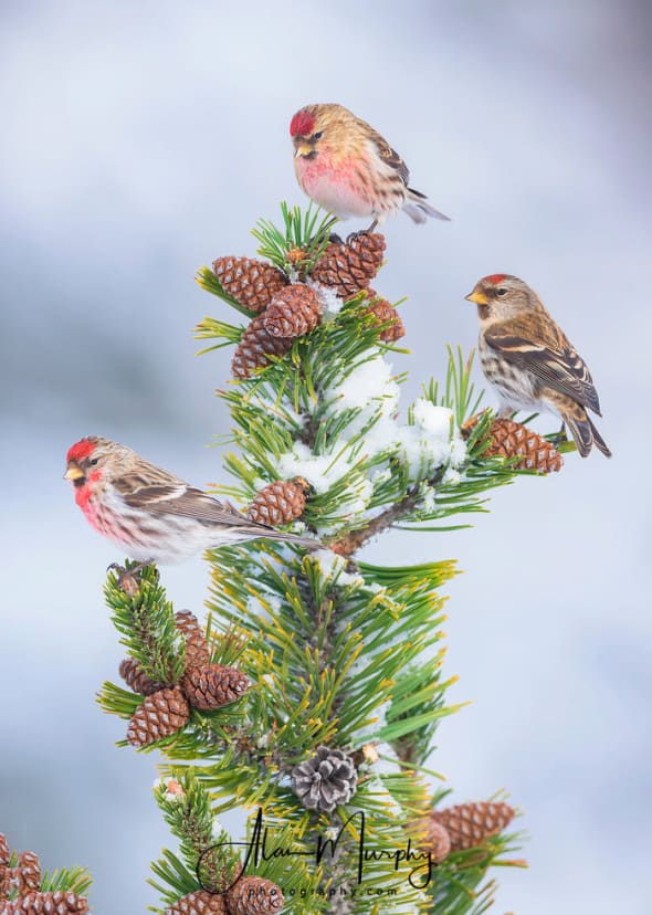 A Little Common Redpoll Christmas Tree