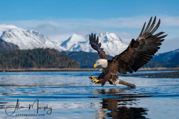 Bald Eagle