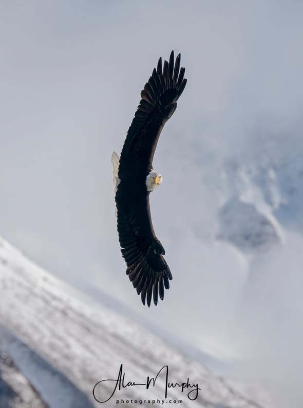 Bald Eagle