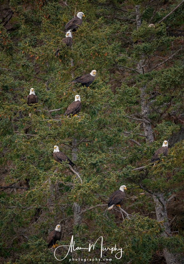 Bald Eagles