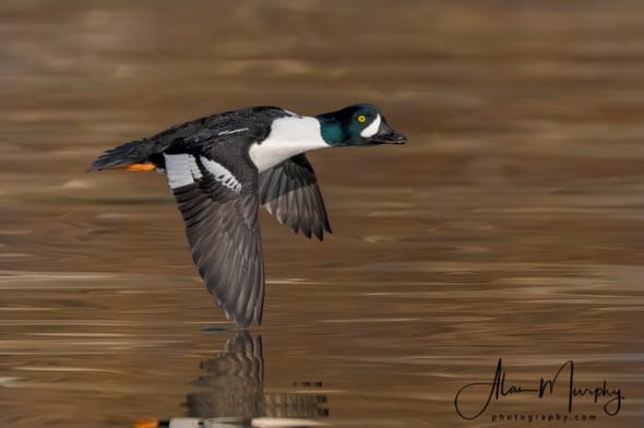 Barrow's Goldeneye