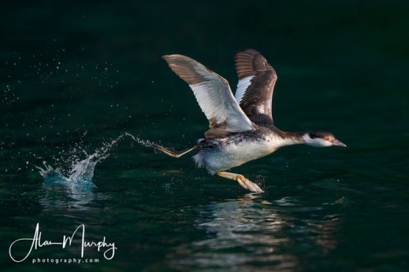 Basic Plumage Horned Grebe Taking Off 