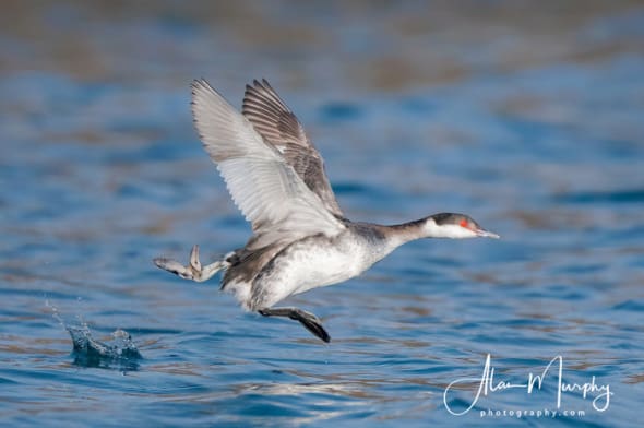 Basic Plumage Horned Grebe Taking Off 