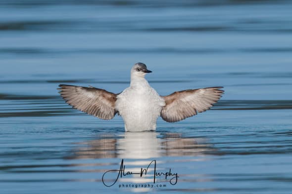 Basic Plumage Pigeon Guillemot