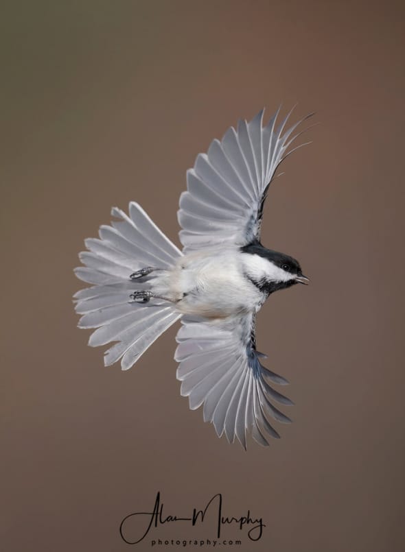 Black-capped Chickadee