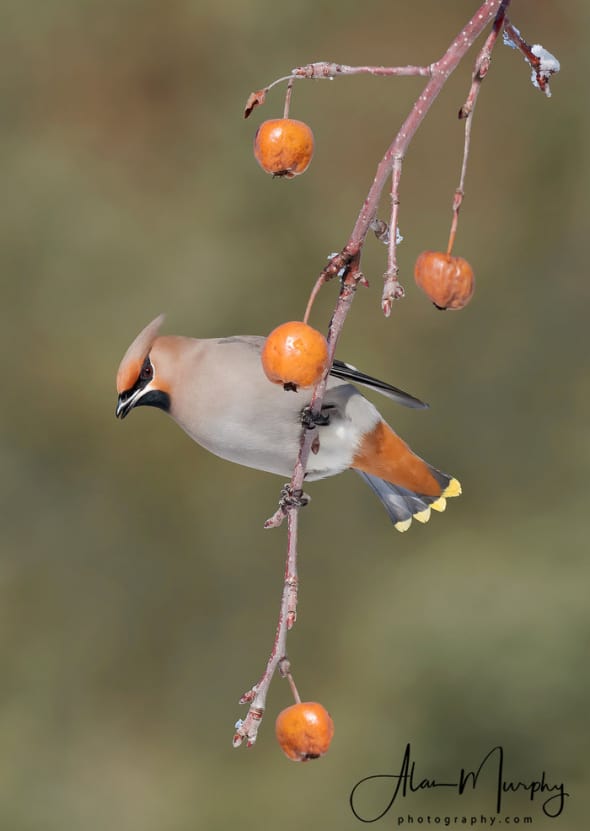 Bohemian Waxwing