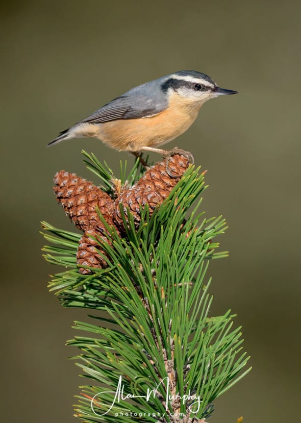 Female Red-breasted Nuthatch