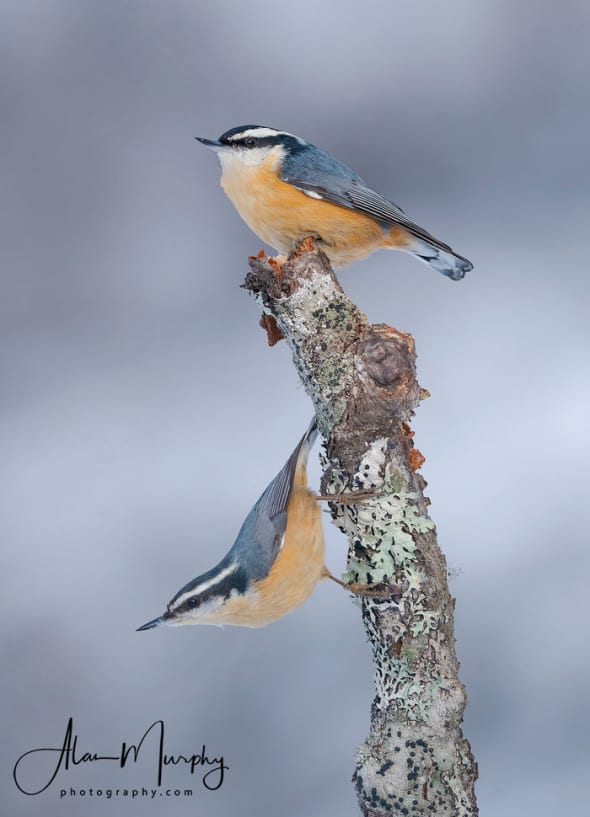 Male & Female Red-breasted Nuthatch