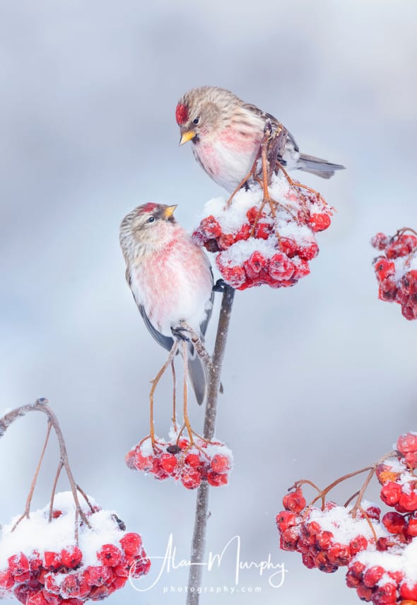 Male Common Redpolls on Winter Ash