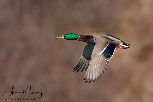 Mallard