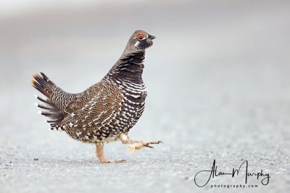 Spruce Grouse in Mid Stride