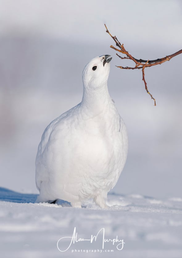 Willow Ptarmigan