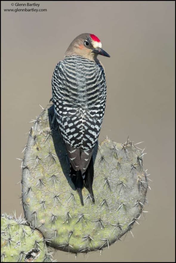 Gray-breasted Woodpecker