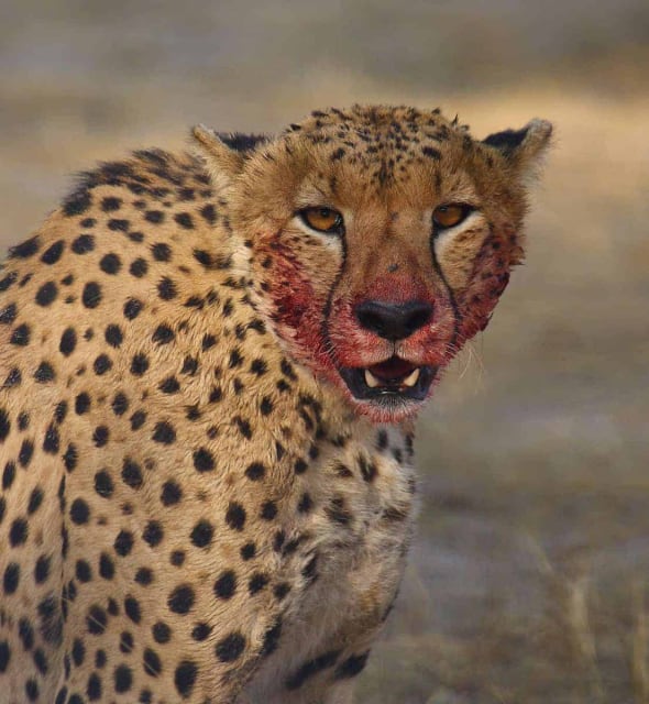Blood Soaked Cheetah