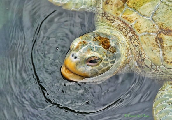 Albino Loggerhead Sea Turtle
