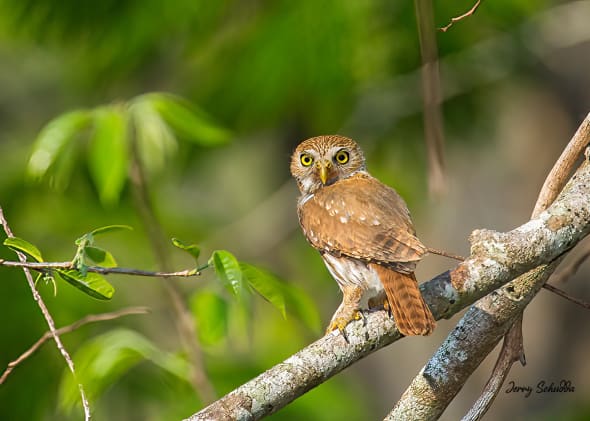 Ferruginous Pygmy-owl