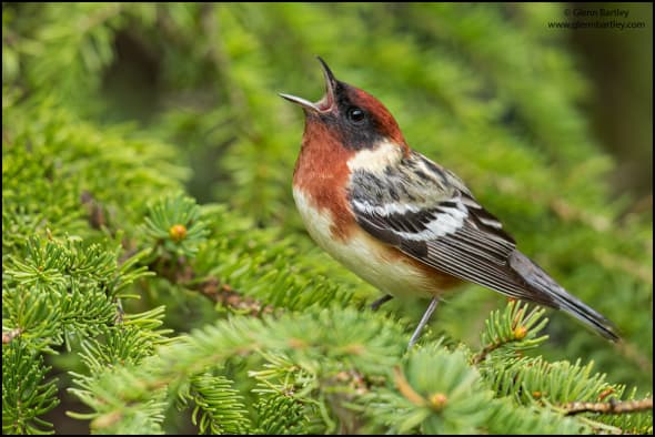 Bay-breasted Warbler