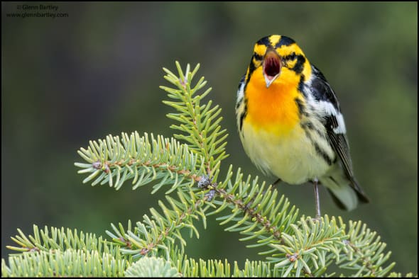 Blackburnian Warbler