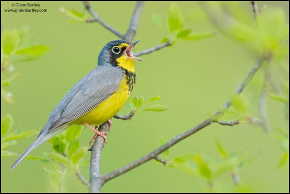 Canada Warbler