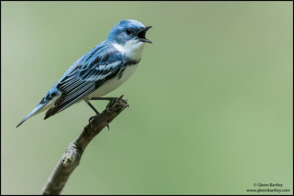 Cerulean Warbler