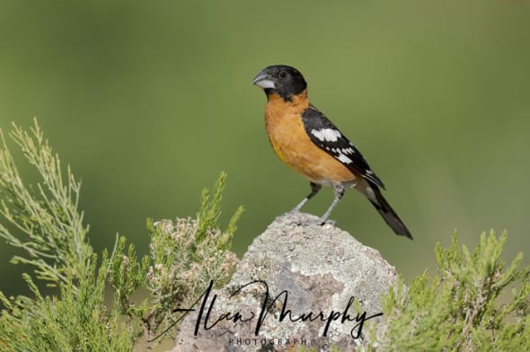 Black-headed Grosbeak