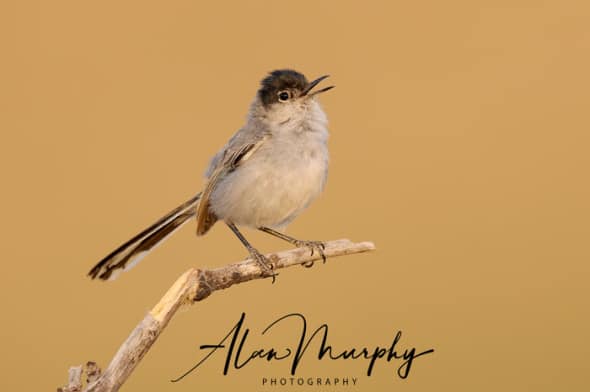 Black-tailed Gnatcatcher