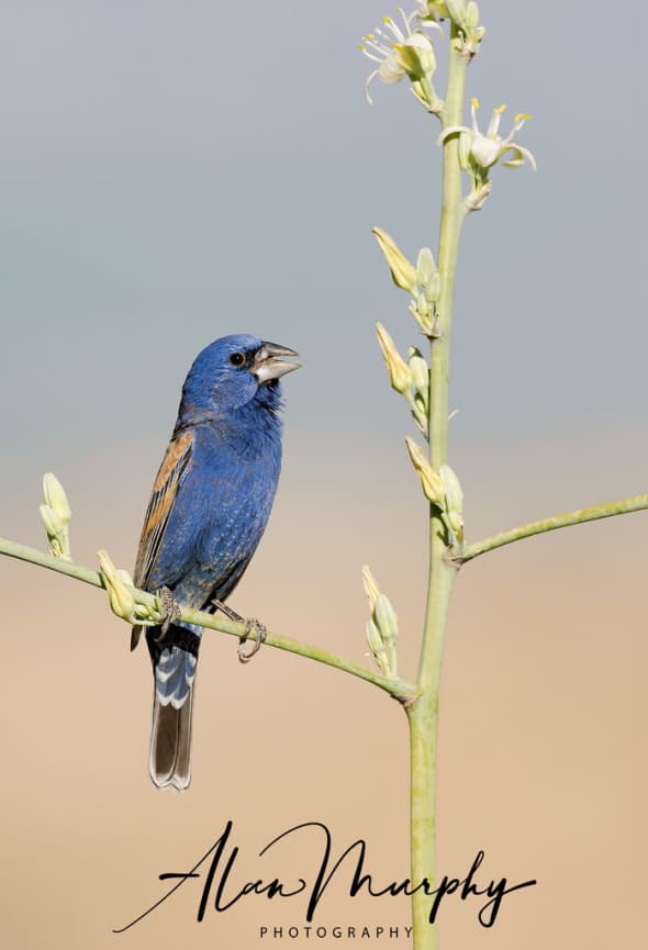 Blue-grosbeak