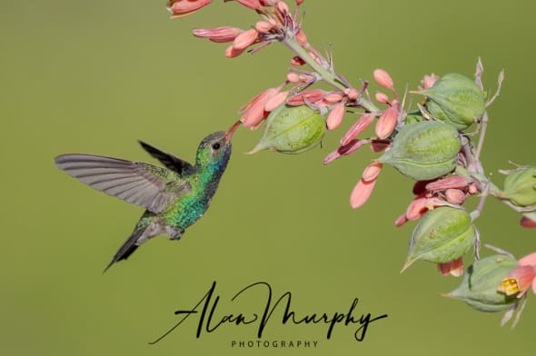 Broad-billed Hummingbird