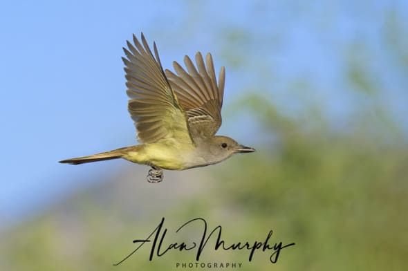 Brown-crested Flycatcher 