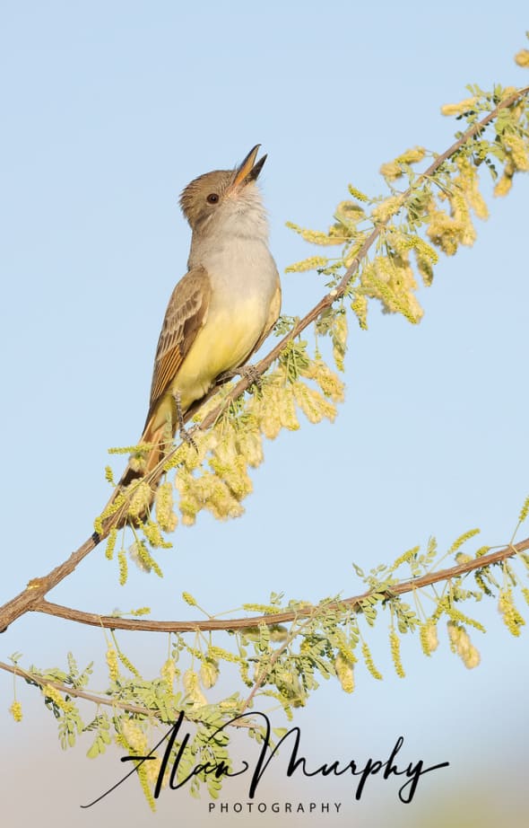 Brown-crested Flycatcher 