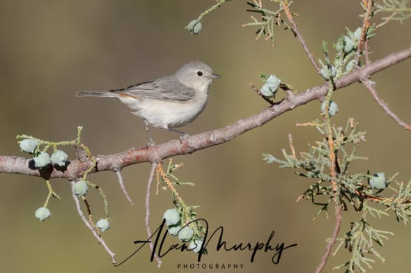 Lucy’s Warbler