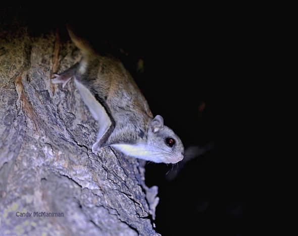 Out of the Dark-flying Squirrel