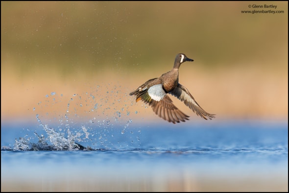 Blue-winged Teal (Anas Discors) 