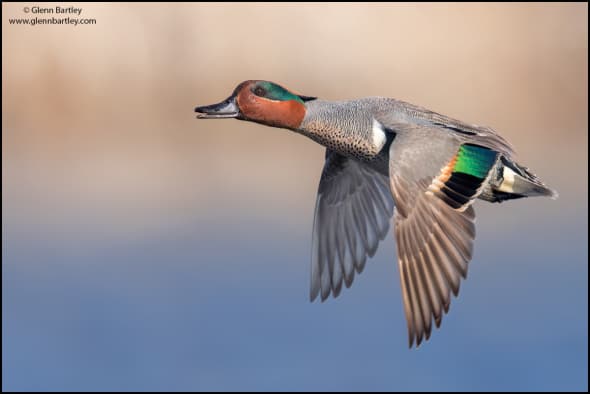 Green-winged Teal (Anas Crecca)