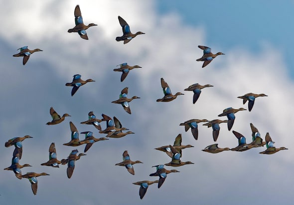 And That’s Why They’re Named Blue-winged Teal