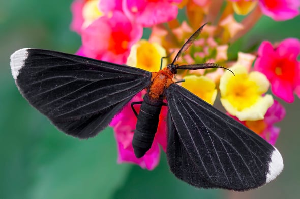 White-tipped Black Moth on Lantana