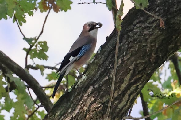 Collecting Nuts - Eurasian Jay 