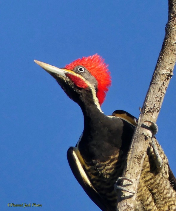 Genus Dyocopus Woodpecker