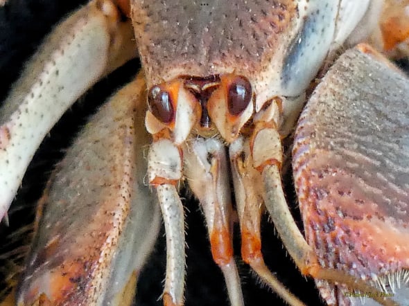 Hermit Crab - Closeup
