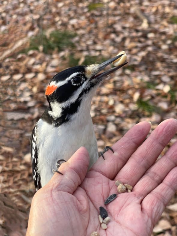 Brave Hairy Woodpecker