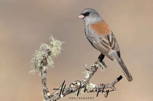 Gray-headed Junco (Dark-eyed Junco)