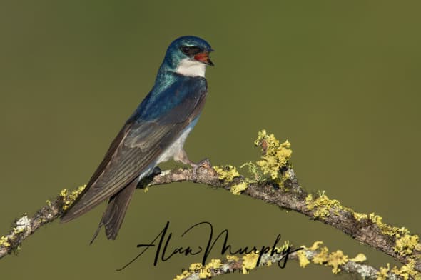 Tree Swallow