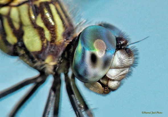 Dragonfly Closeup - Thousands of Lenses